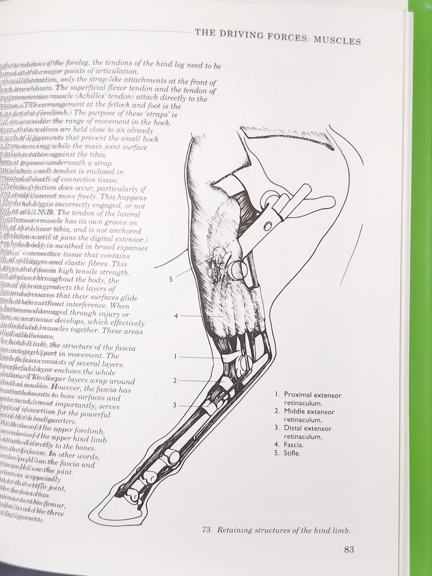 The Horse's Muscles in Motion