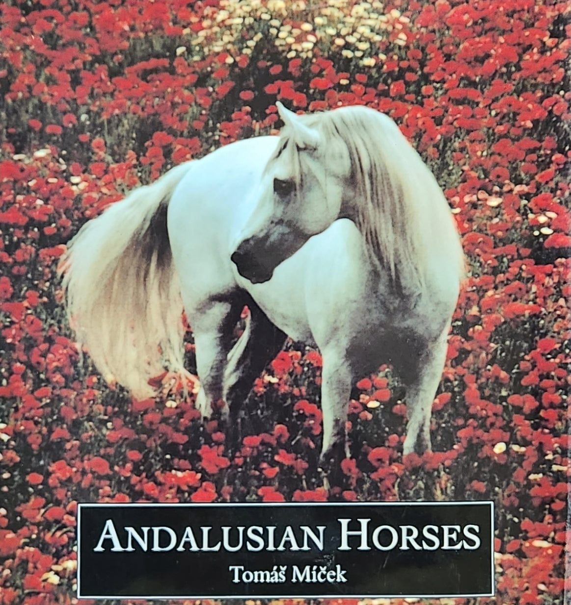 Andalusian Horses
