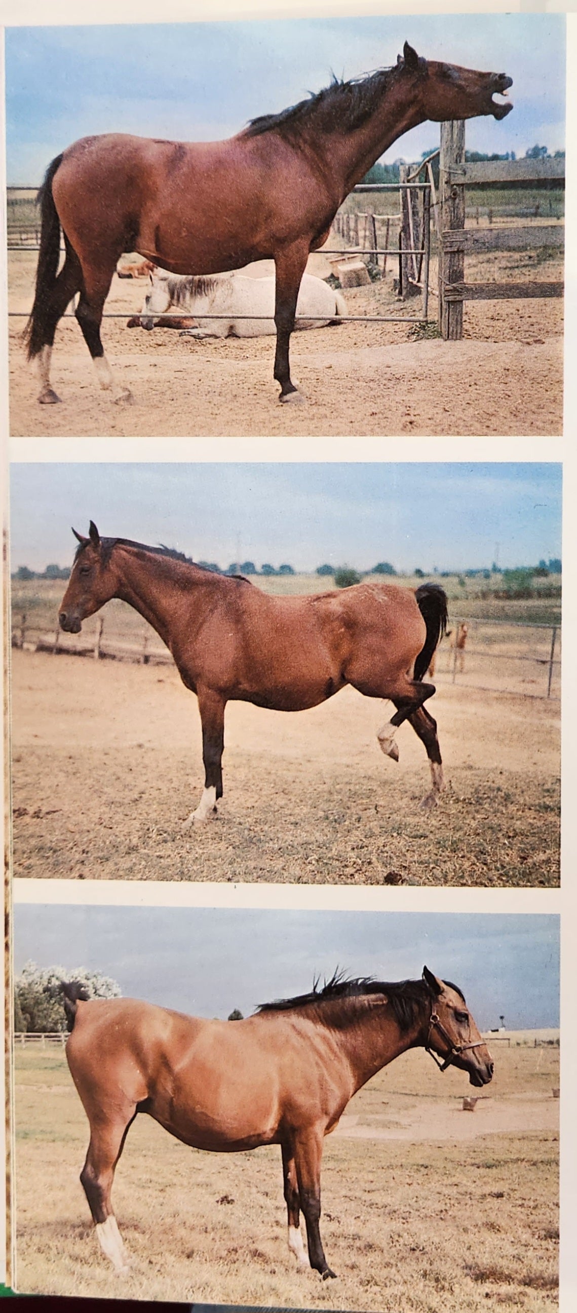Foaling - Brood Mare and Foal Management