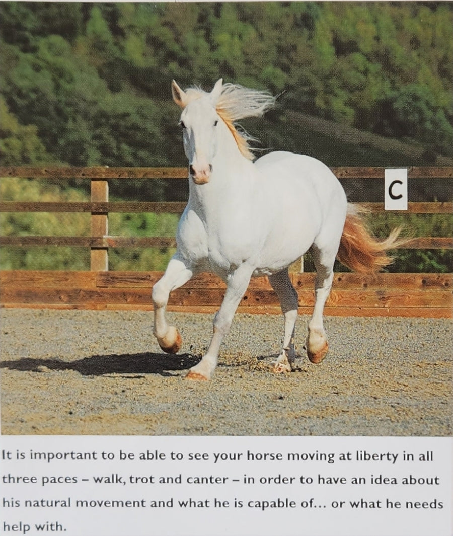 How to create the Perfect Riding Horse