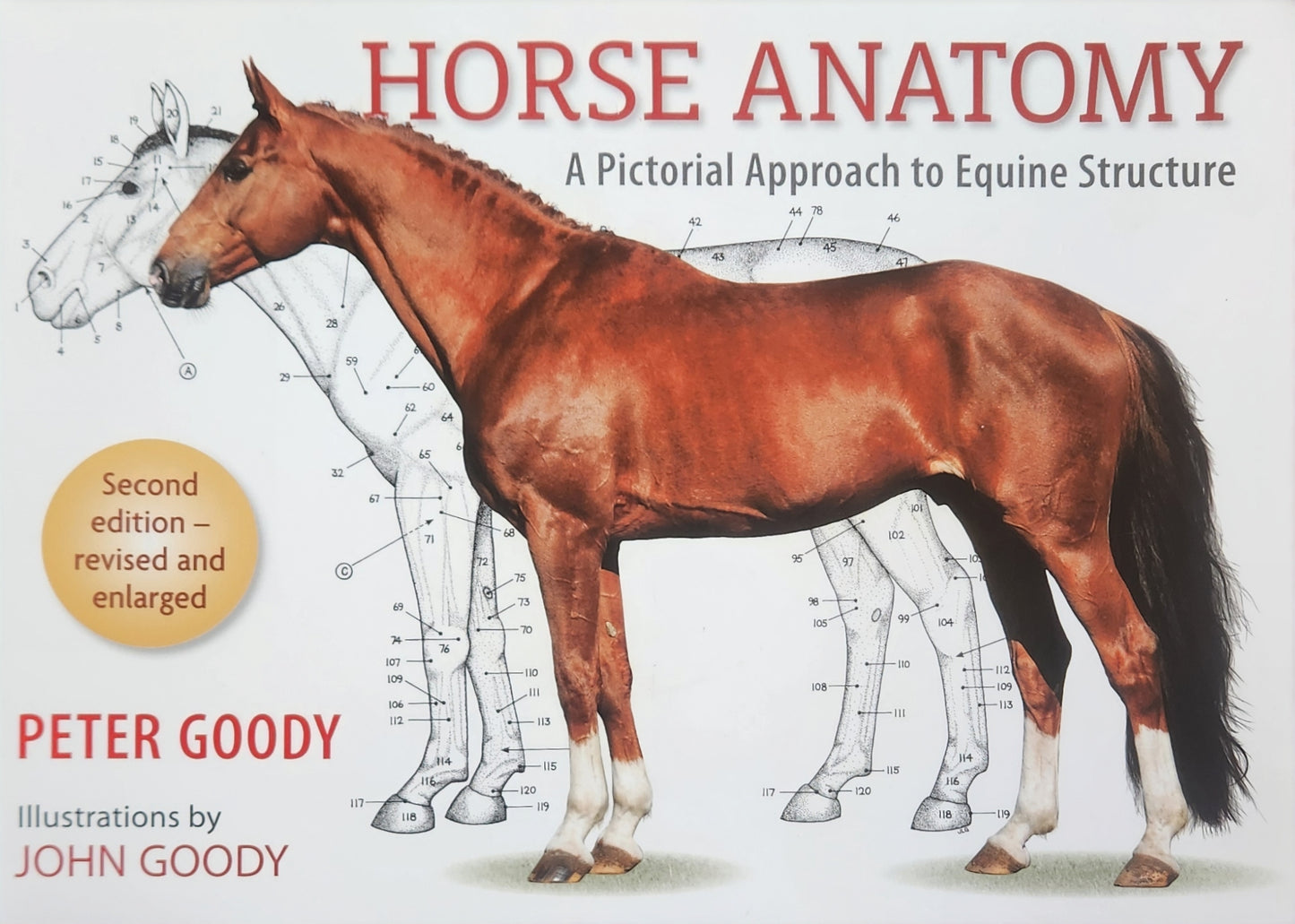 Horse Anatomy
