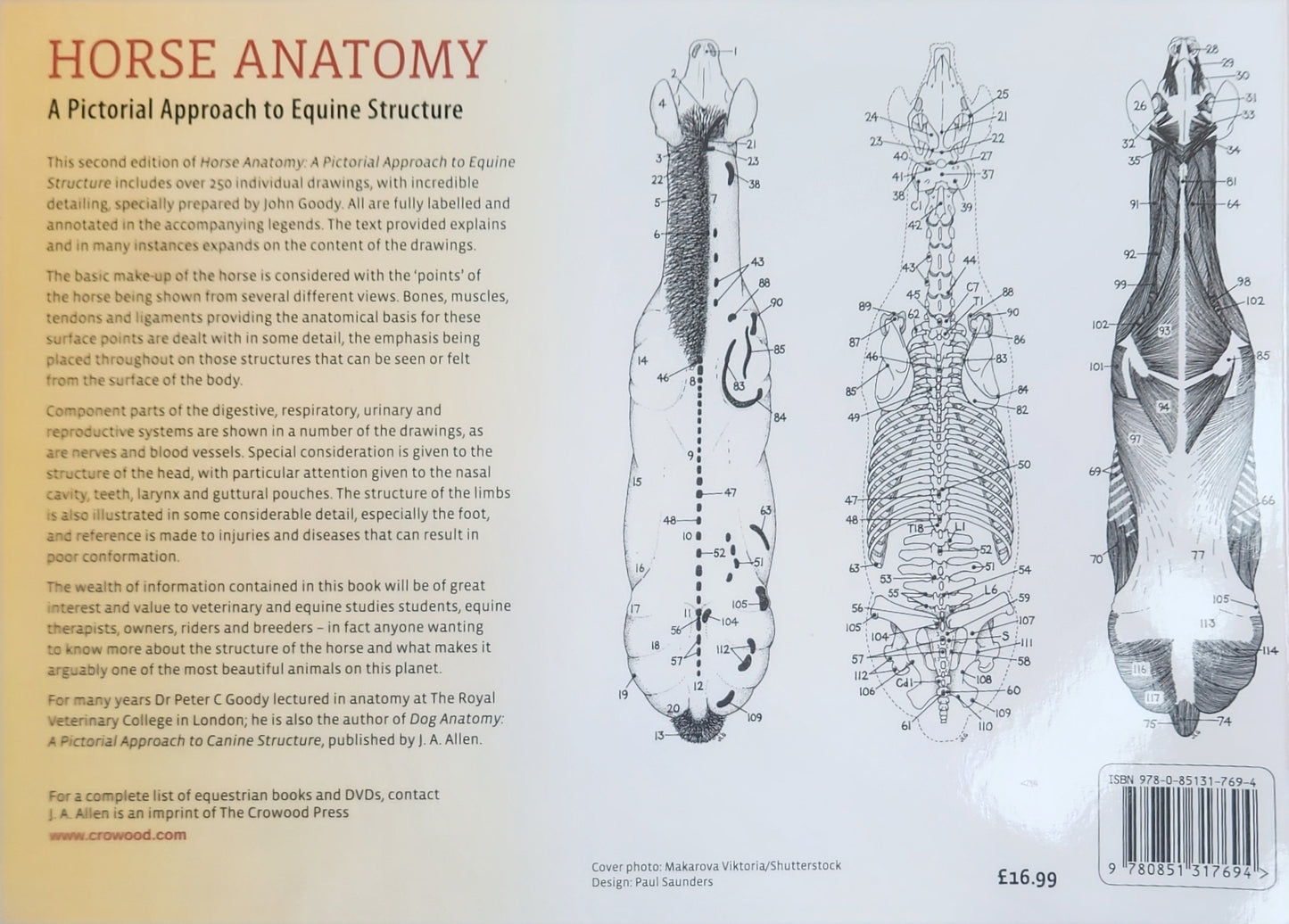 Horse Anatomy
