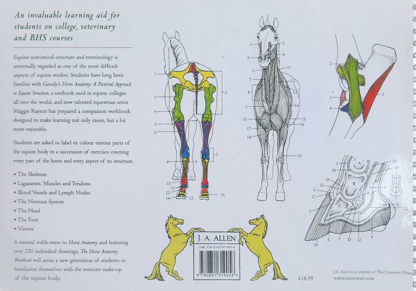 Horse Anatomy Workbook