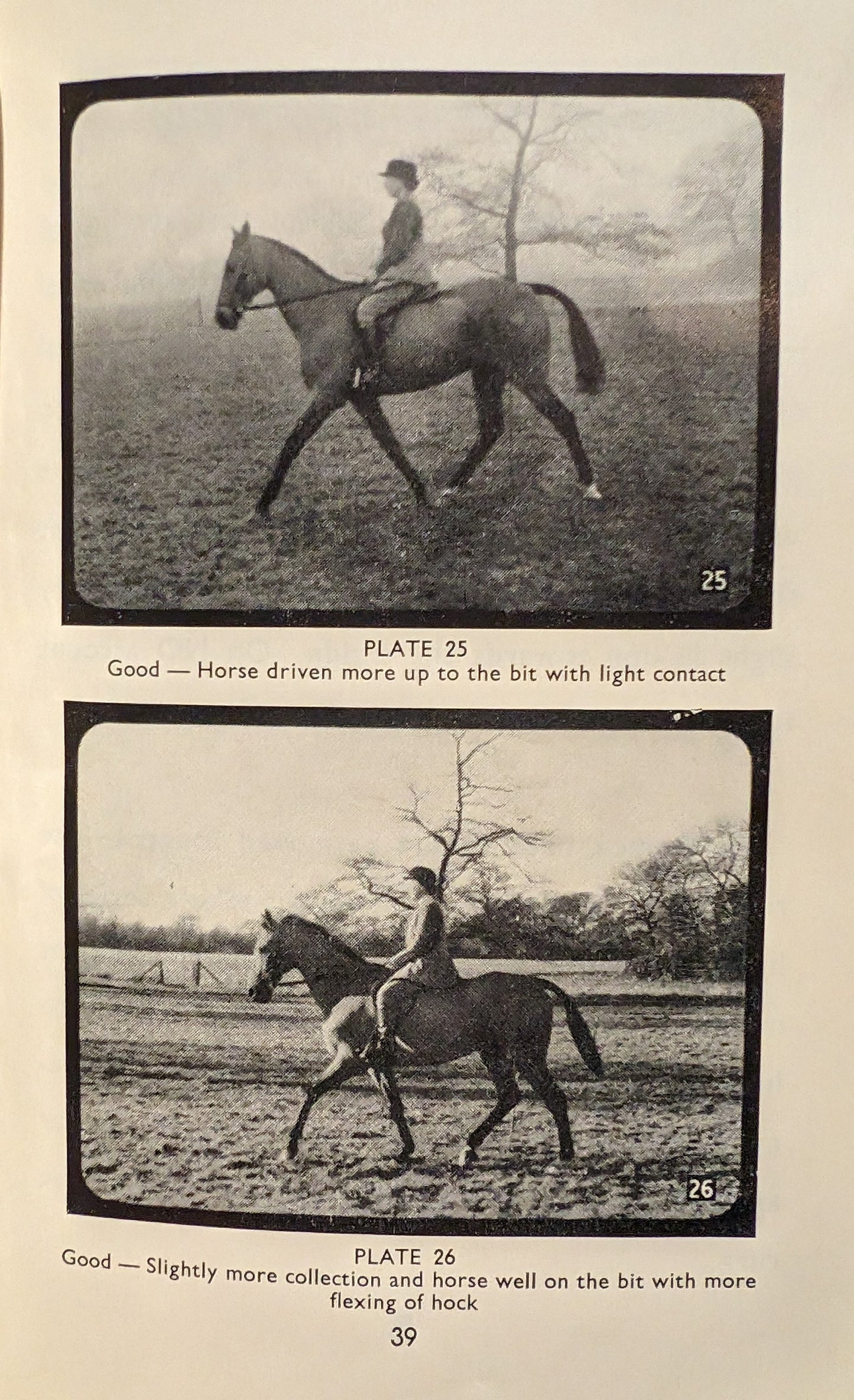 Basic Training for Horses and Ponies