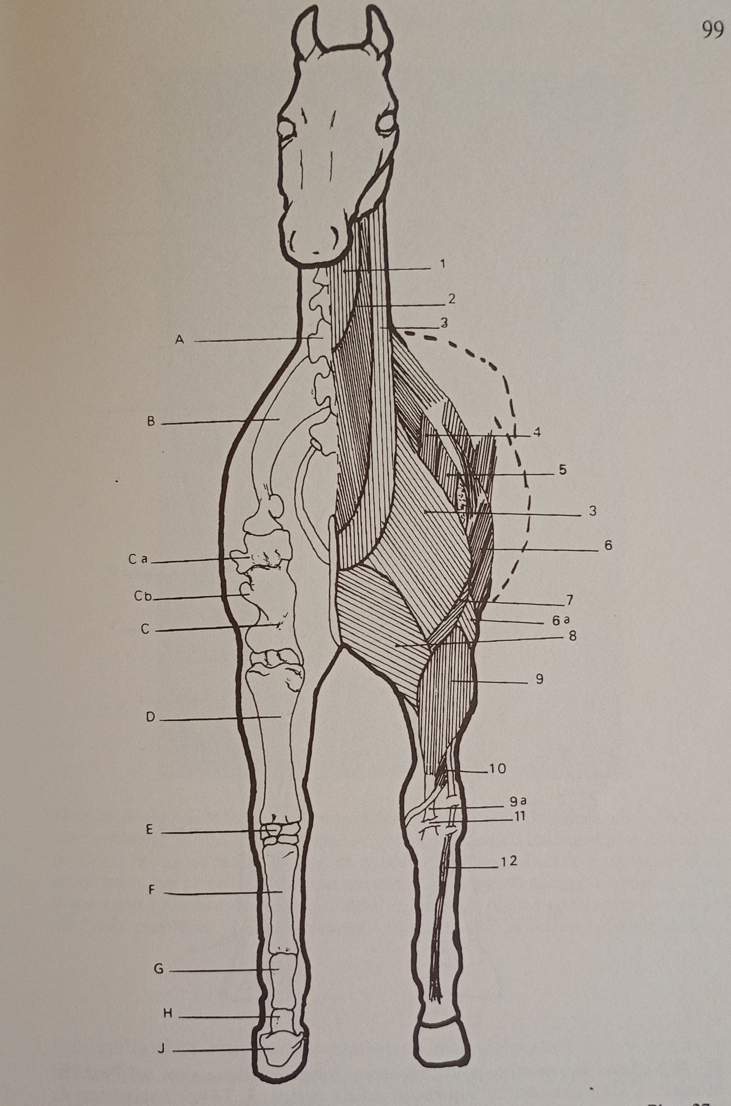 Equine Injury & Therapy
