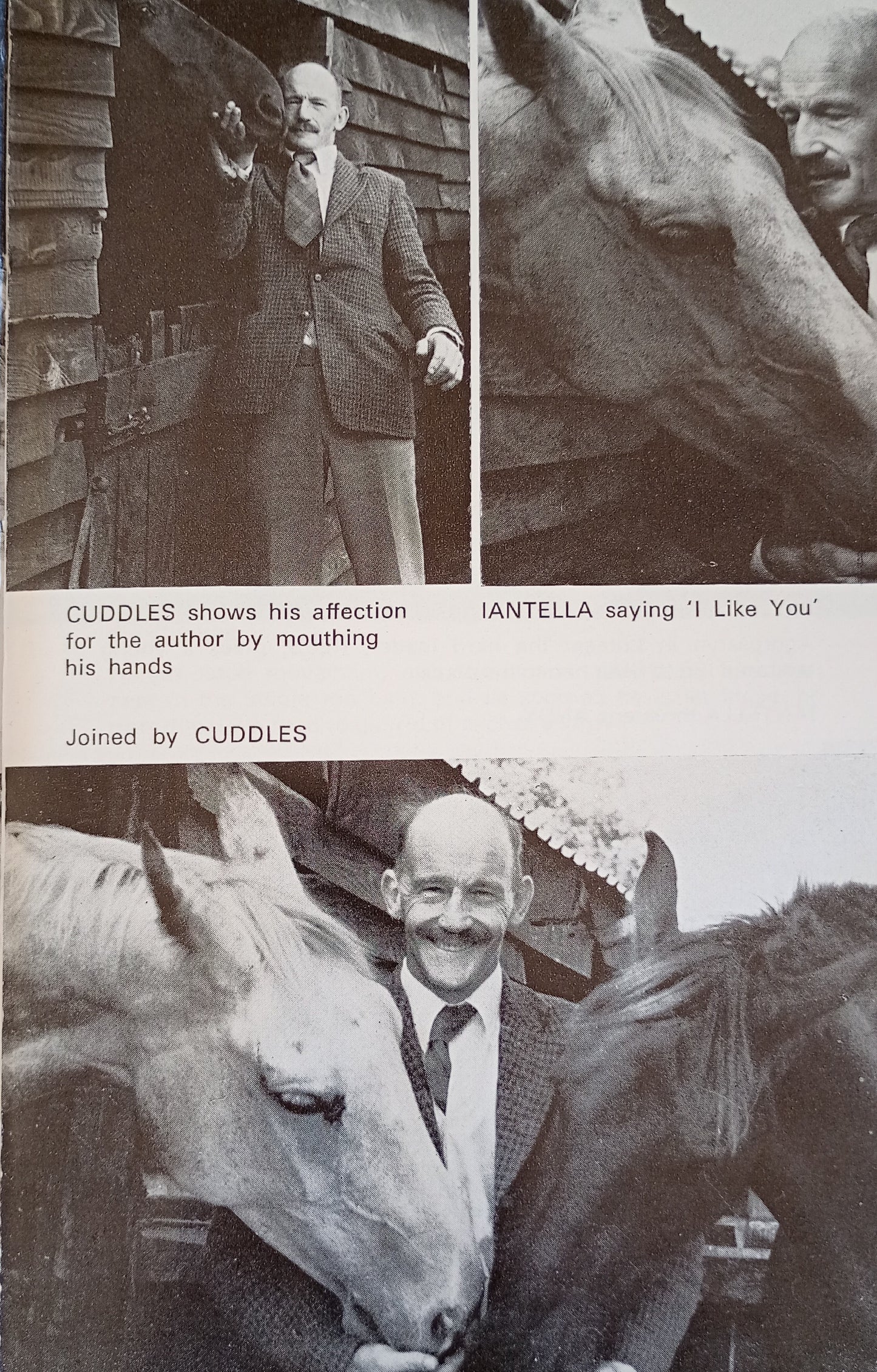 Thinking With Horses