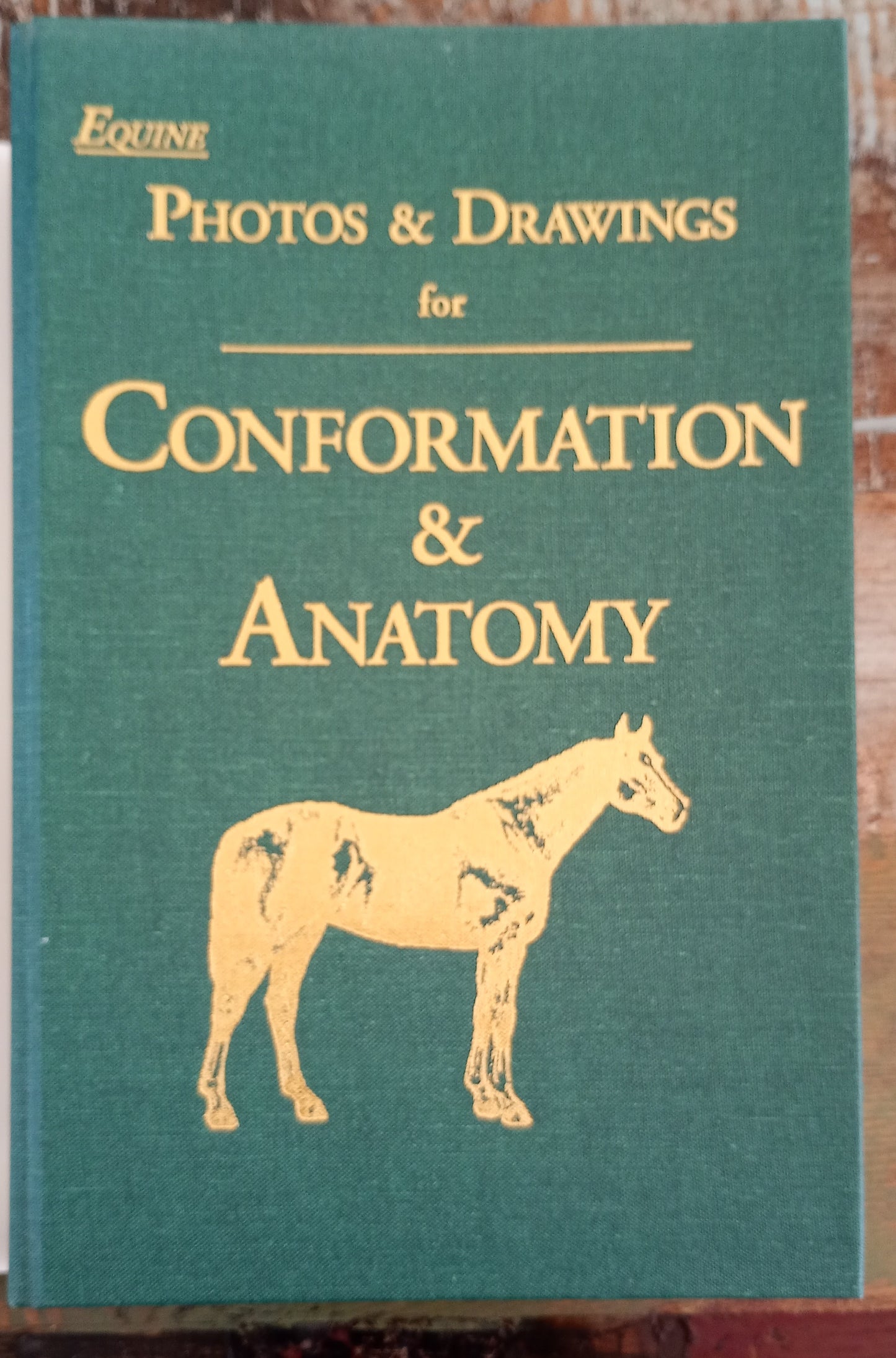 Equine Photos & Drawings for Conformation & Anatomy