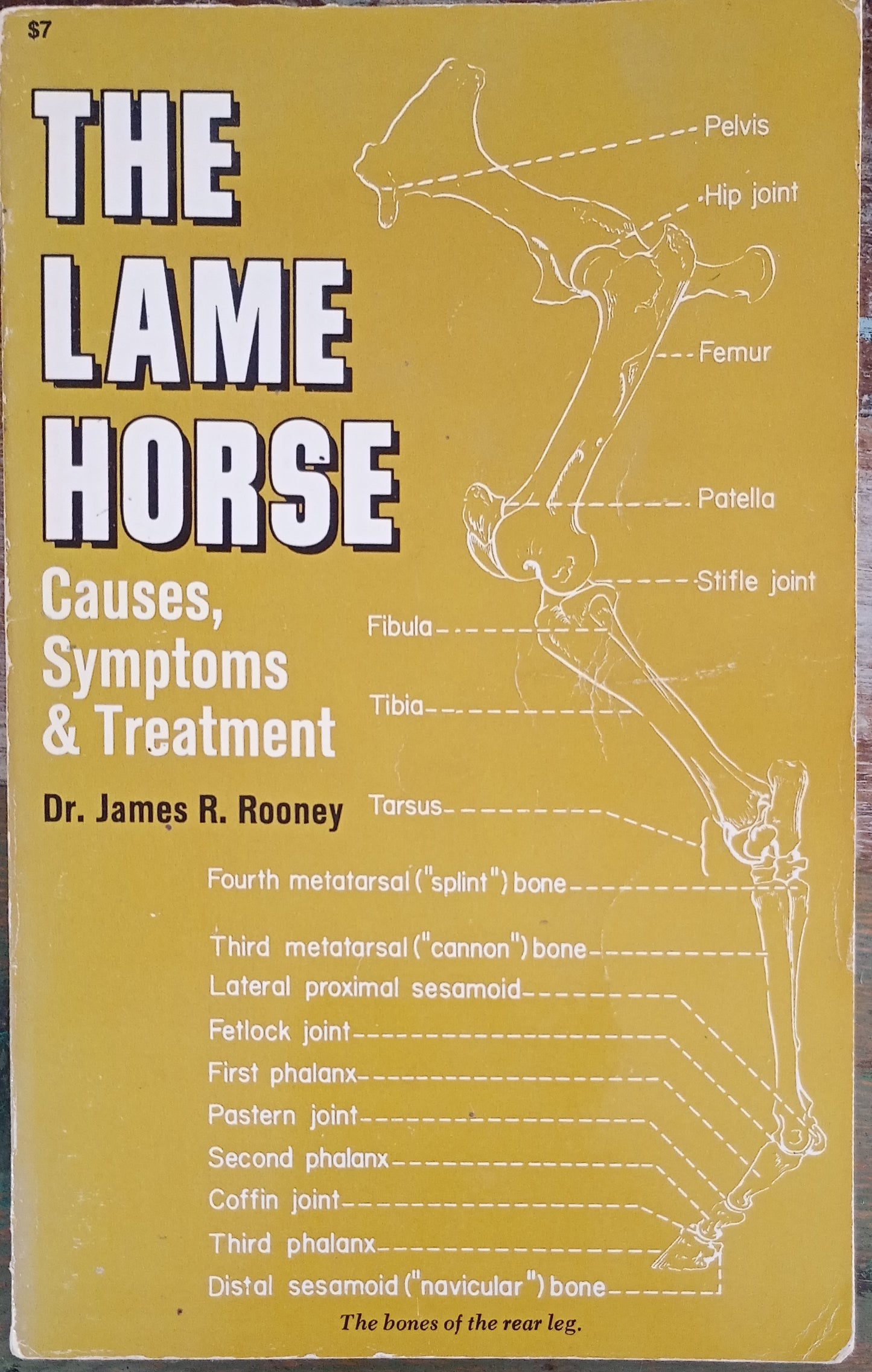 The Lame Horse Causes symptoms & Treatment