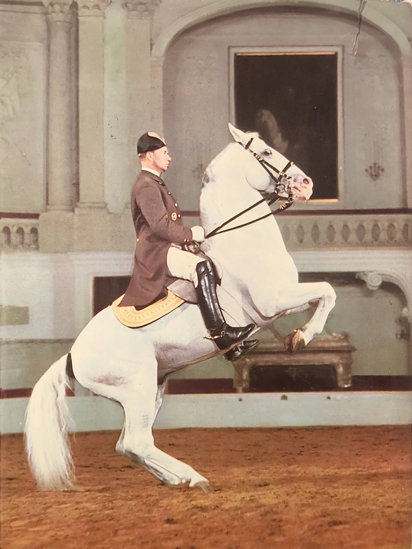 Von Lipizzanern und der Spanischen Reitschule