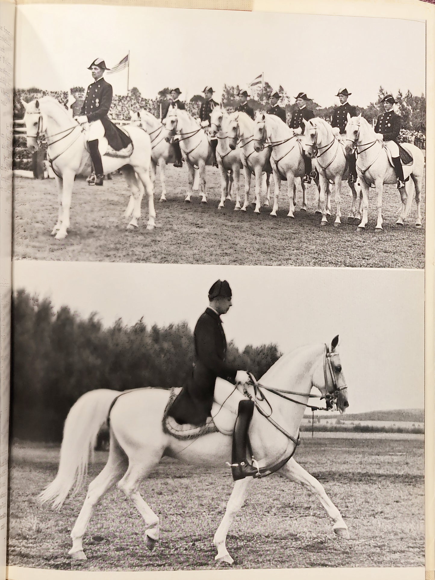 Von Lipizzanern und der Spanischen Reitschule