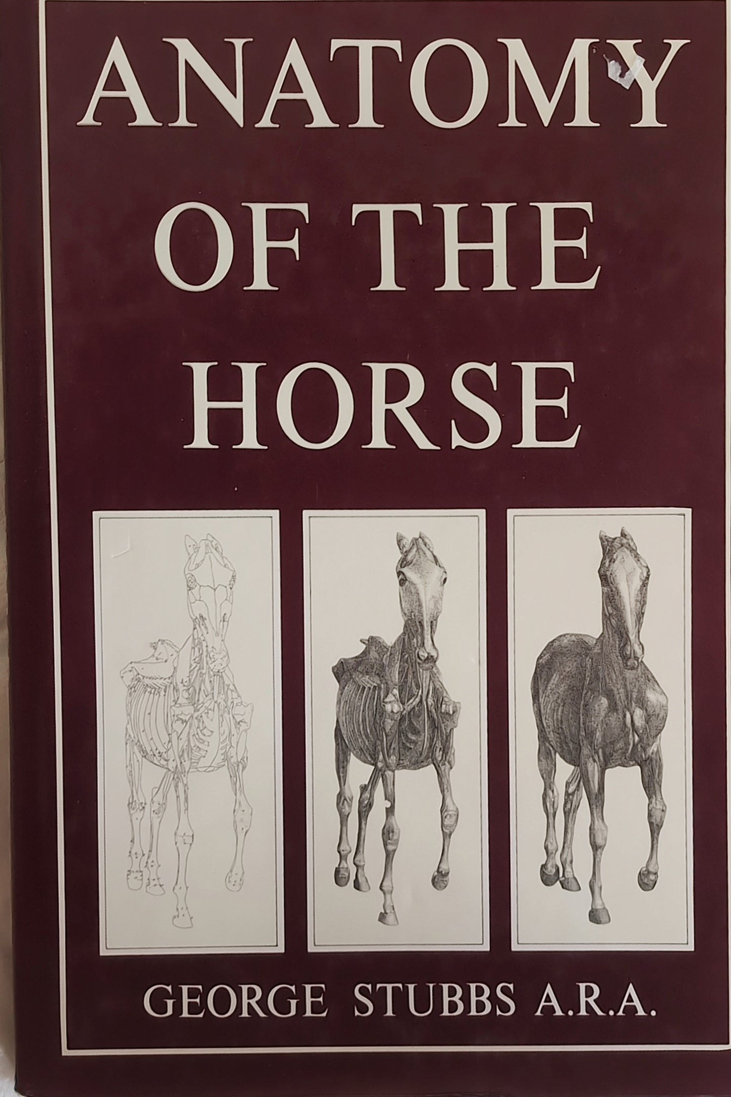 Anatomy of the Horse