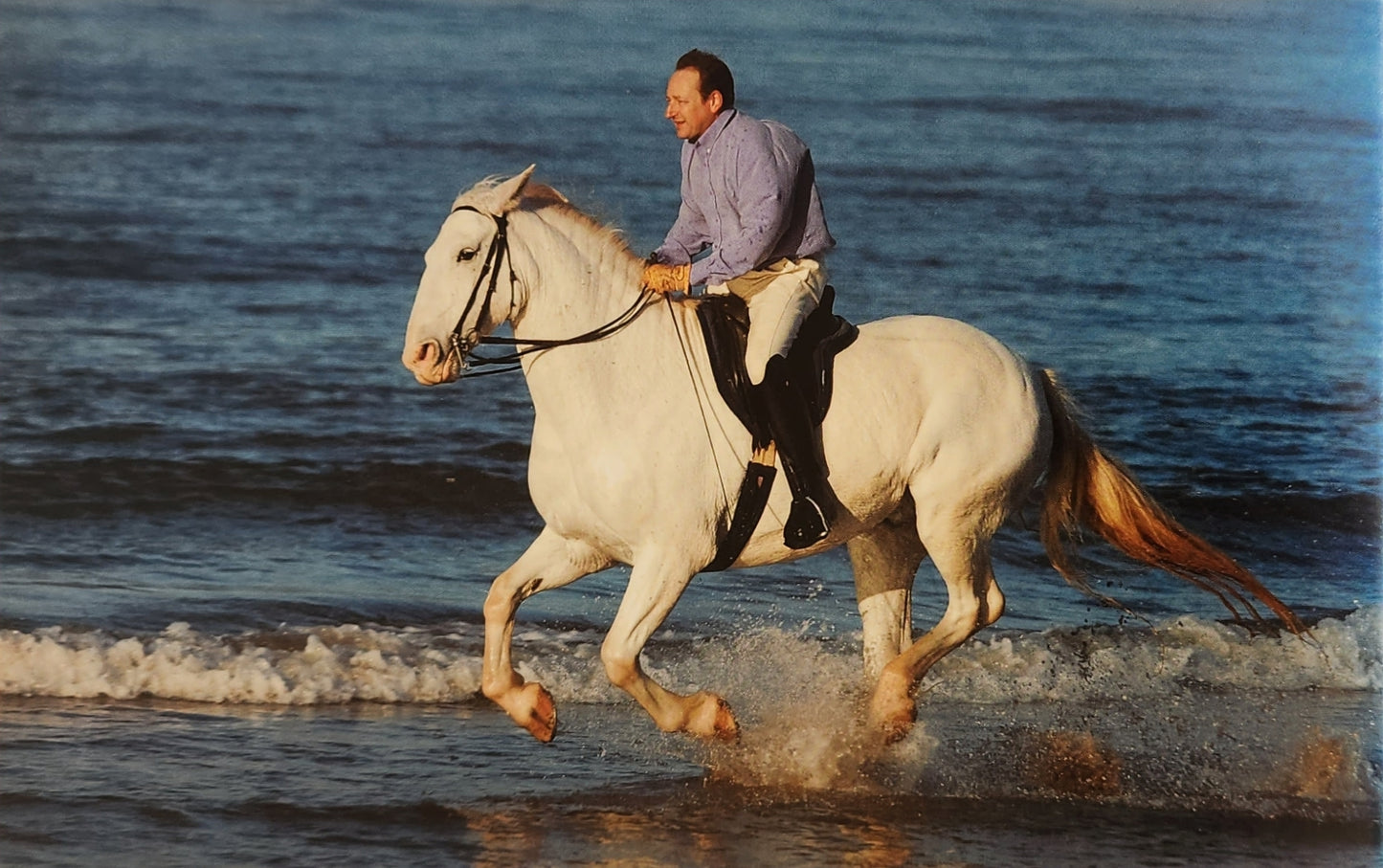 How to create the Perfect Riding Horse