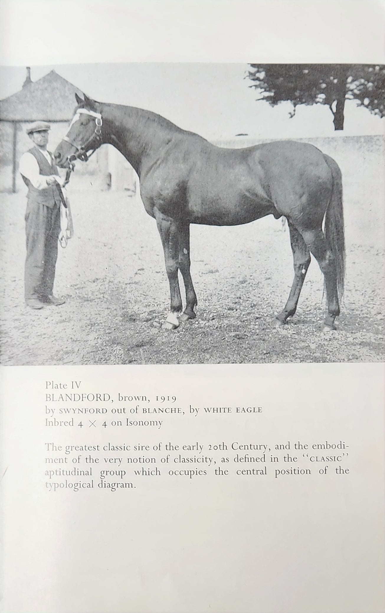Typology of the Racehorse