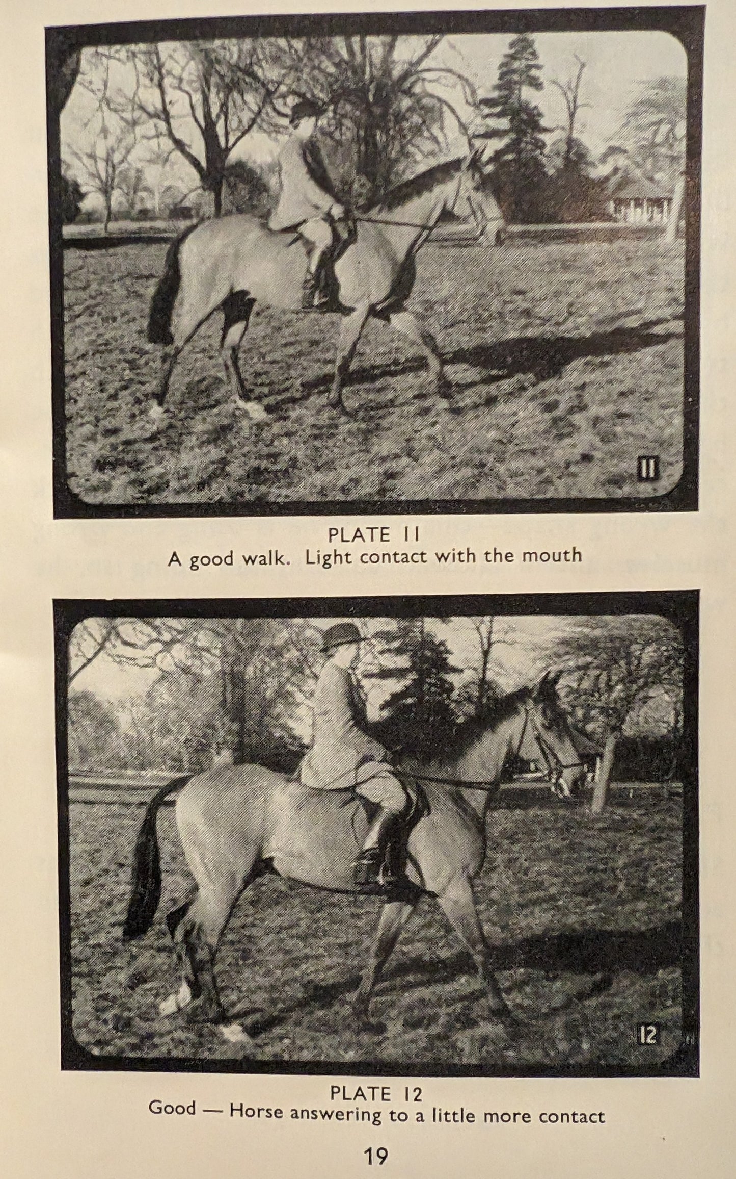 Basic Training for Horses and Ponies