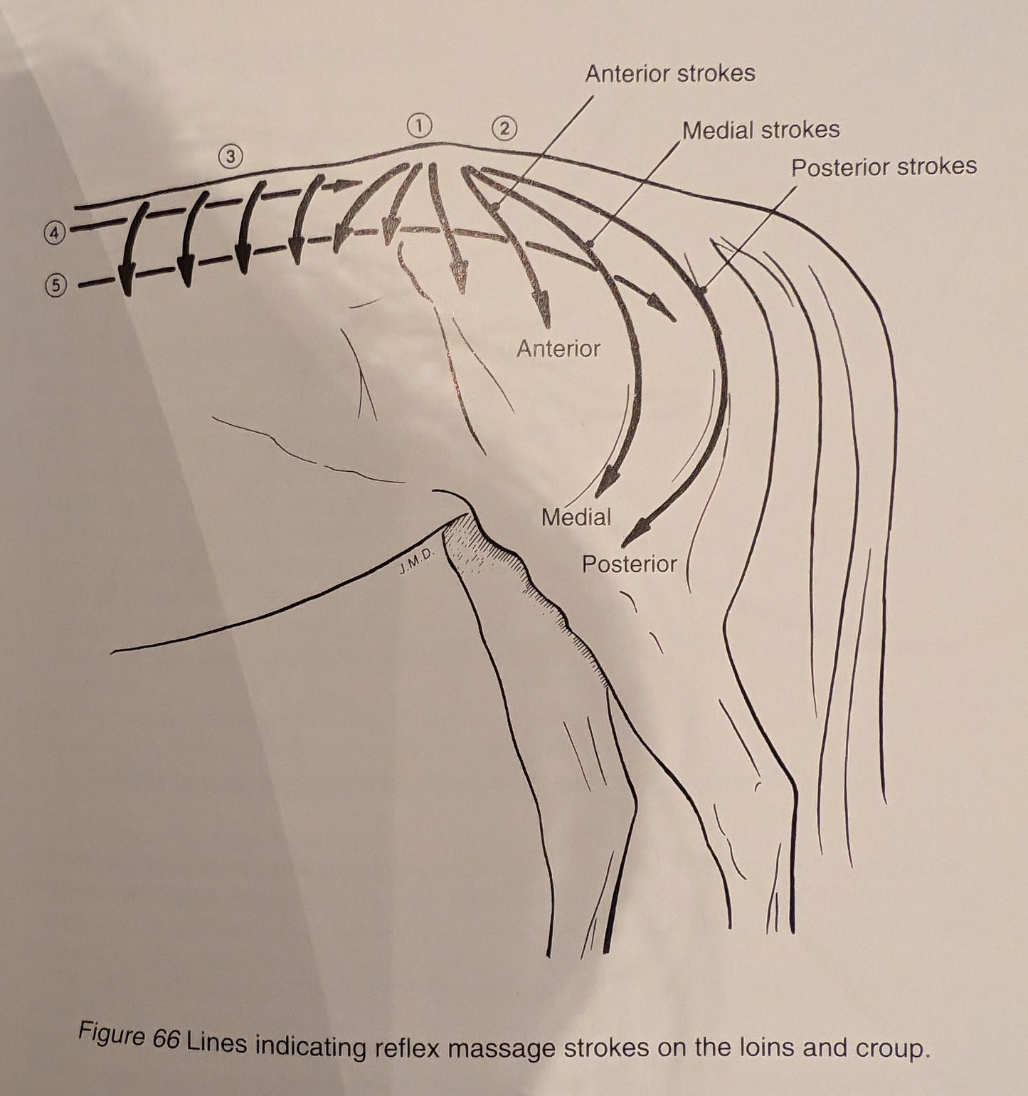 Physical Therapy and Massage for the Horse