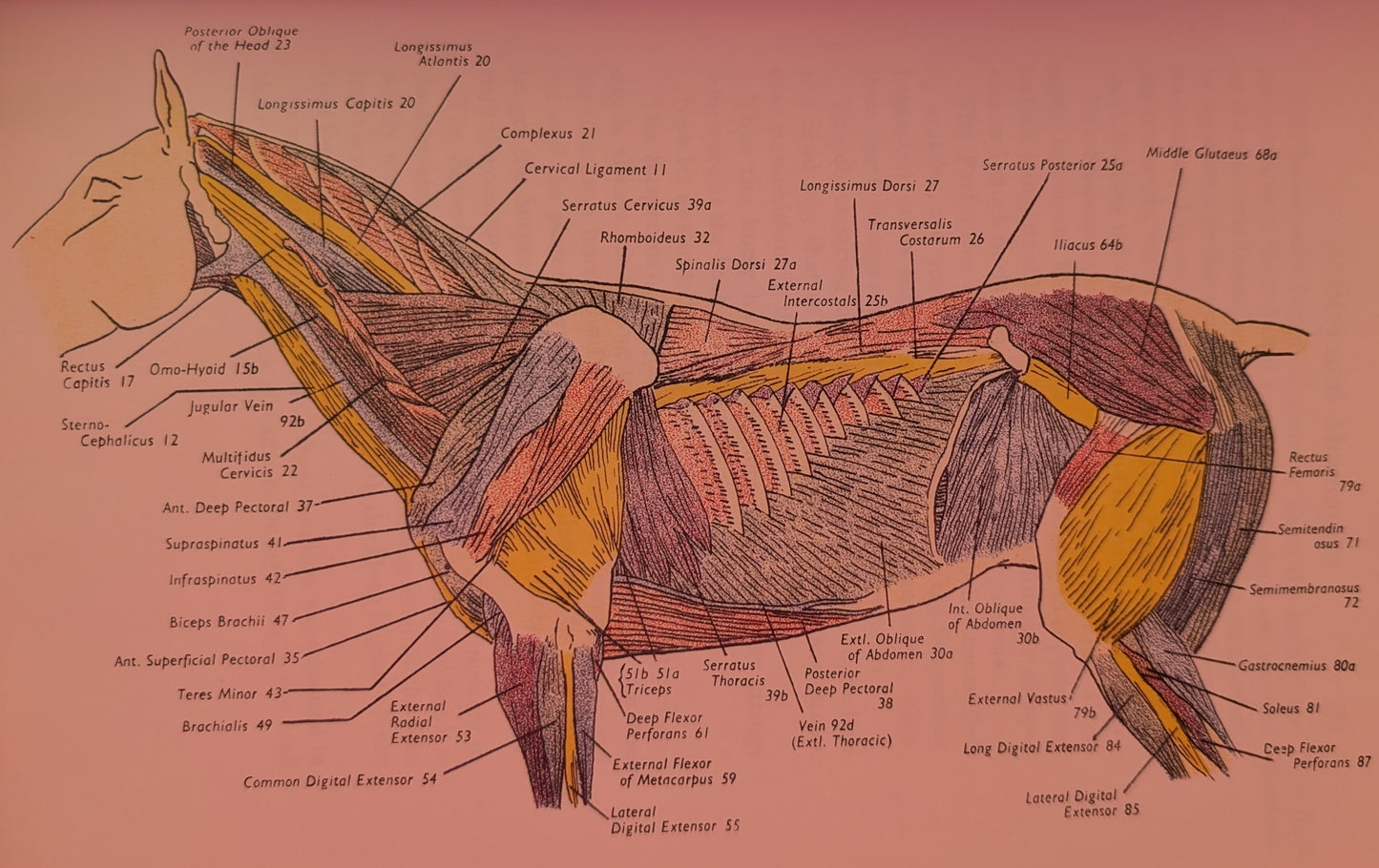 The HORSE Its Action & Anatomy