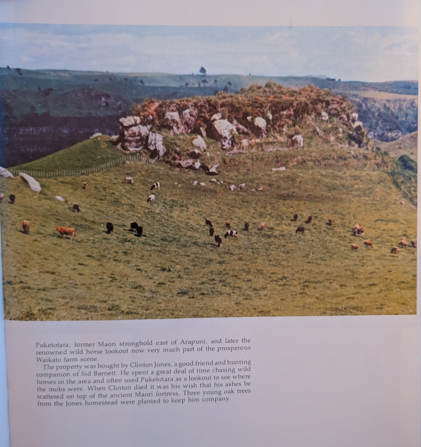 New Zealand Wild Horses