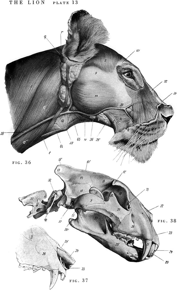 An Atlas of Animal Anatomy for Artists