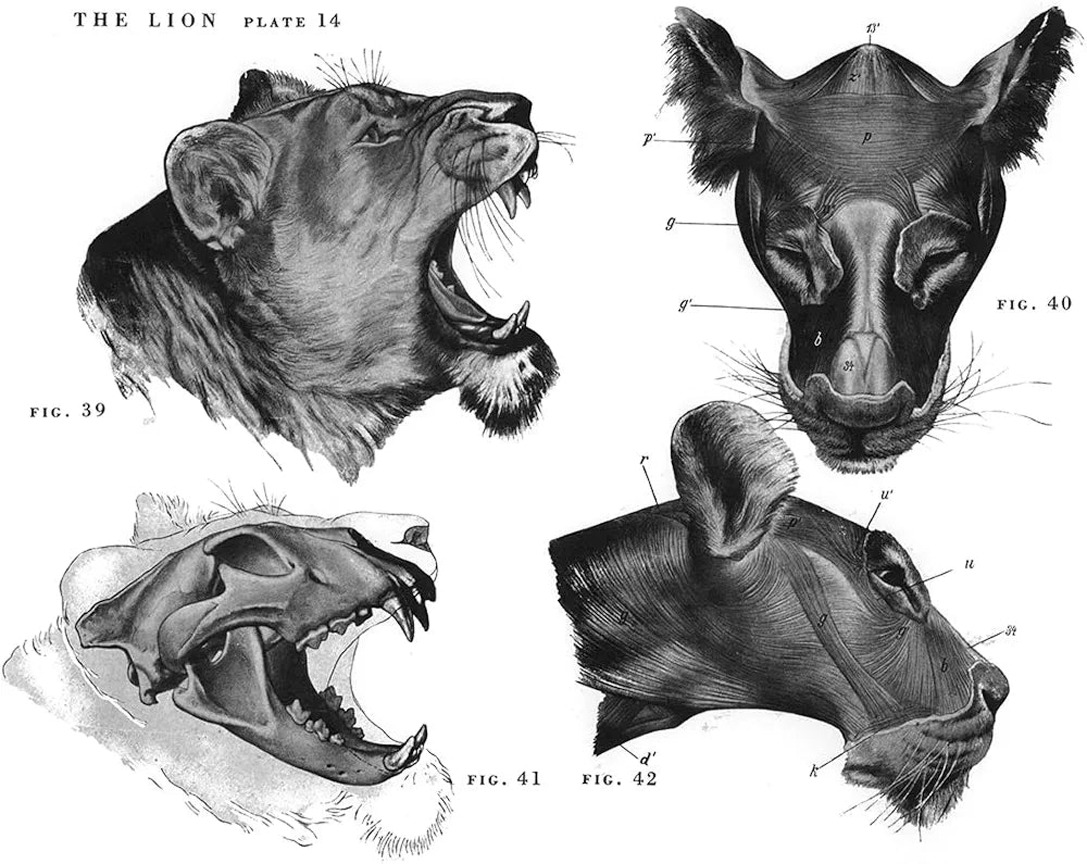 An Atlas of Animal Anatomy for Artists