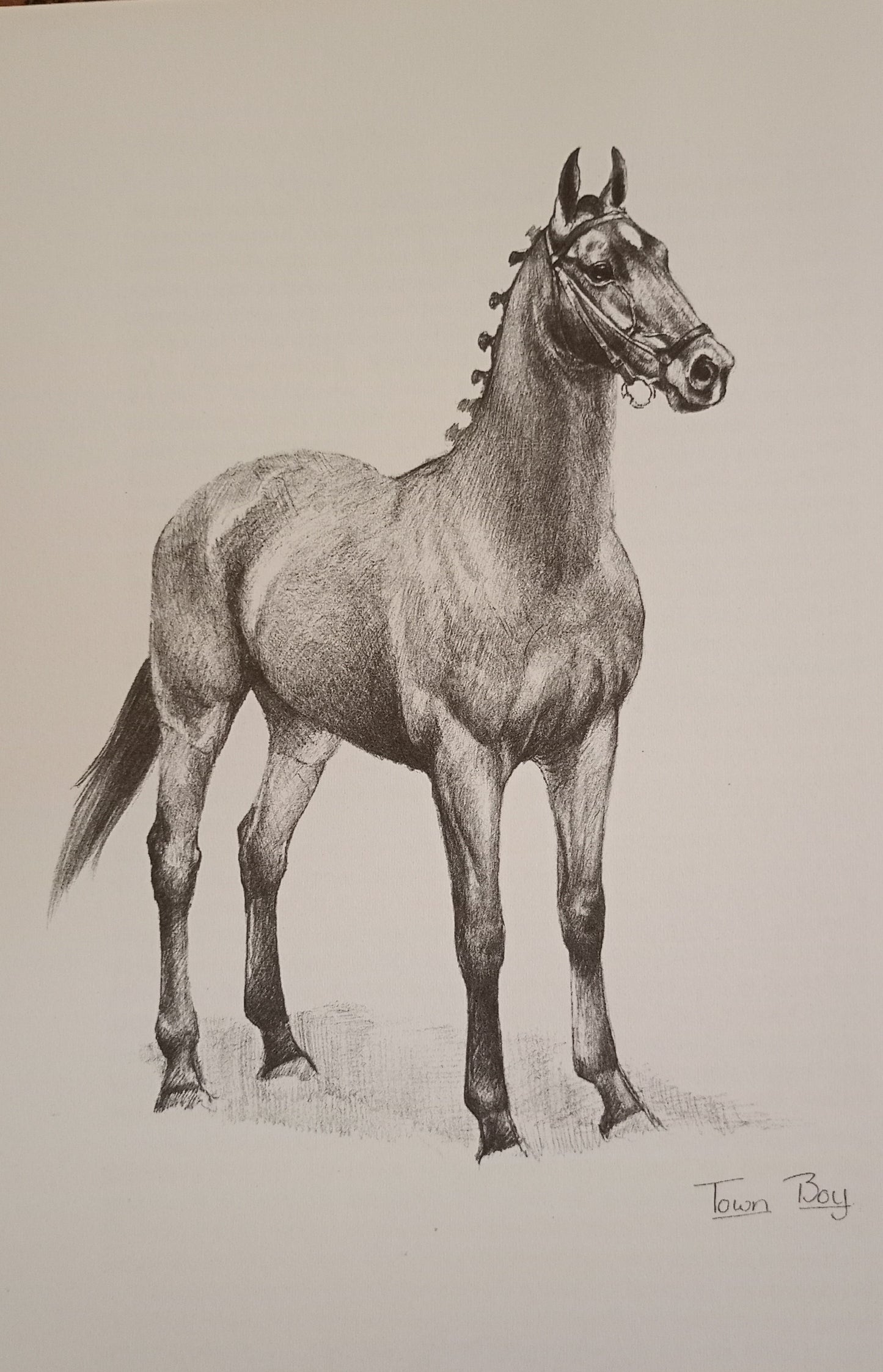 The Horse in New Zealand