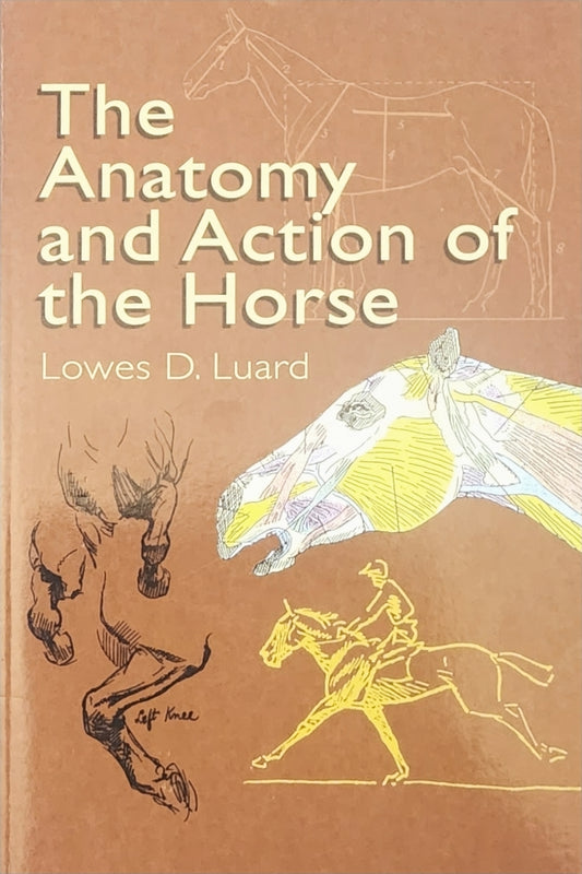 Anatomy and Action of the Horse